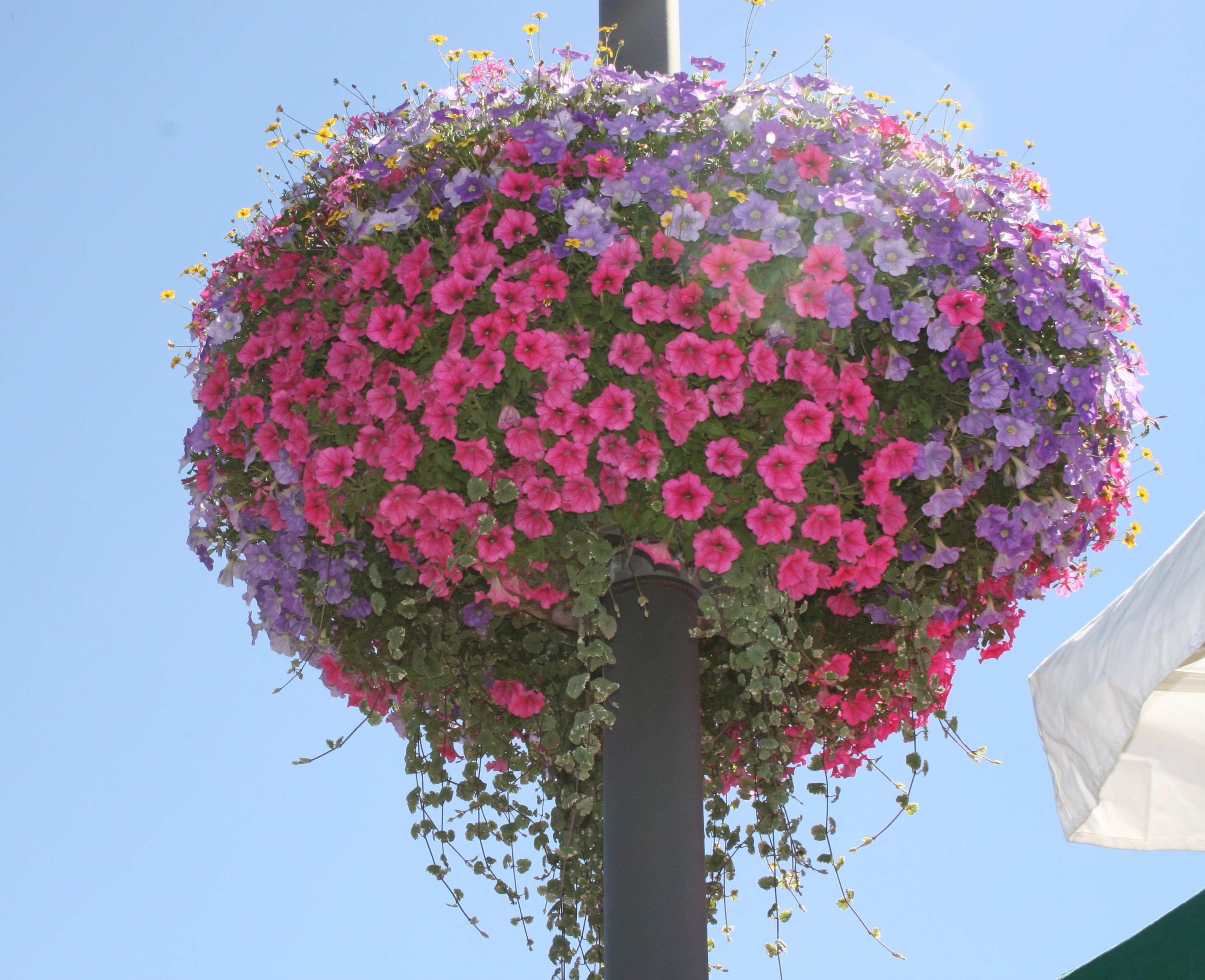 Potofloral